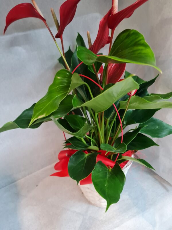 Anthurium - immagine 2